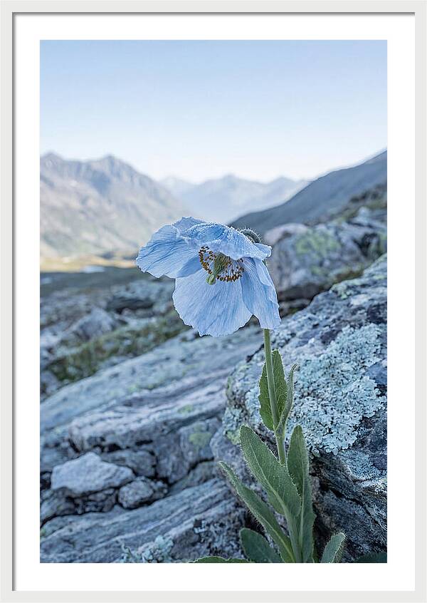 Rare Blue Flower In A Mountain Landscape