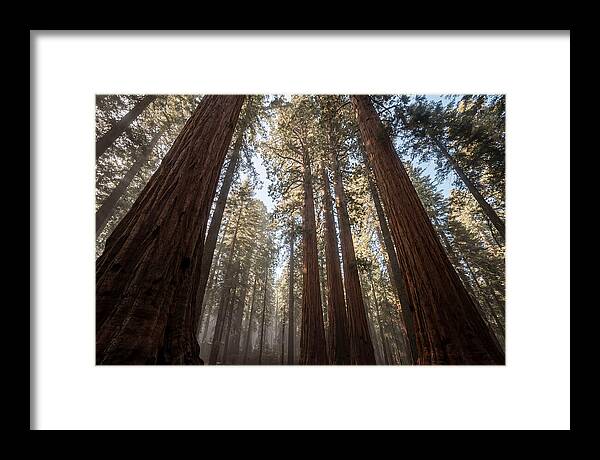 Reaching For The Sky Among Sequoias