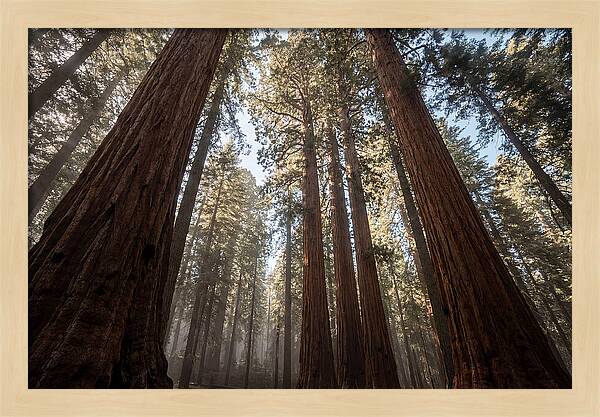 Reaching For The Sky Among Sequoias