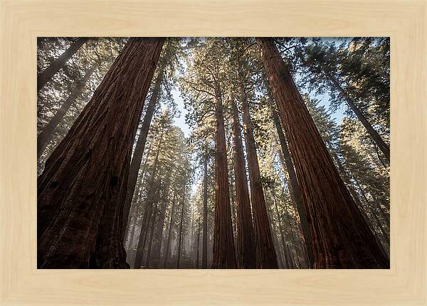 Reaching For The Sky Among Sequoias