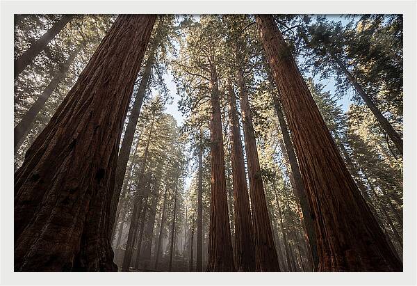 Reaching For The Sky Among Sequoias