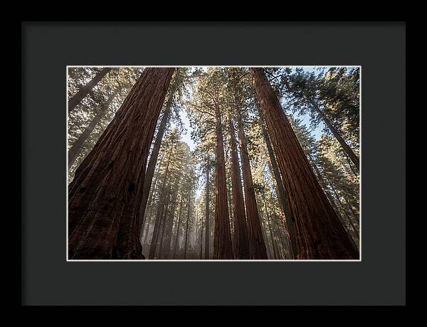 Reaching For The Sky Among Sequoias