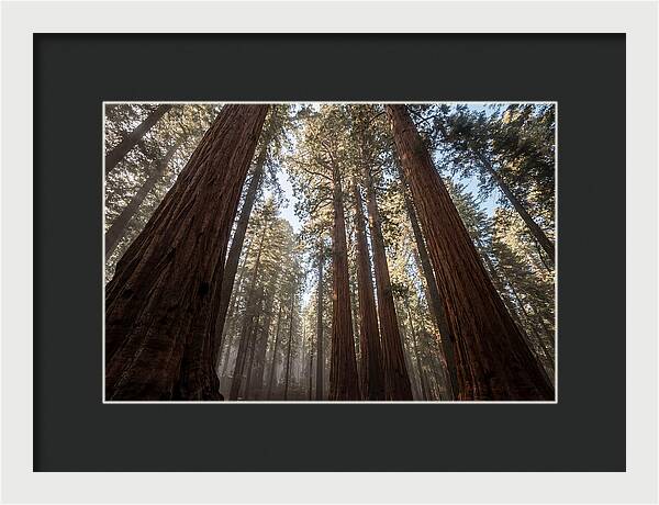 Reaching For The Sky Among Sequoias