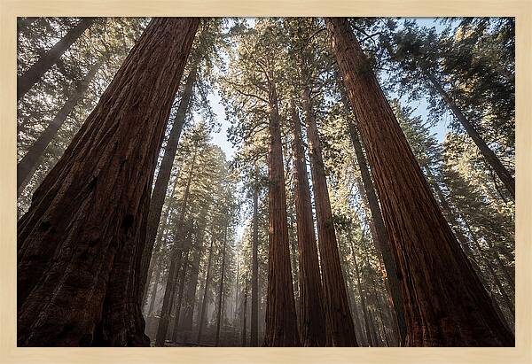 Reaching For The Sky Among Sequoias