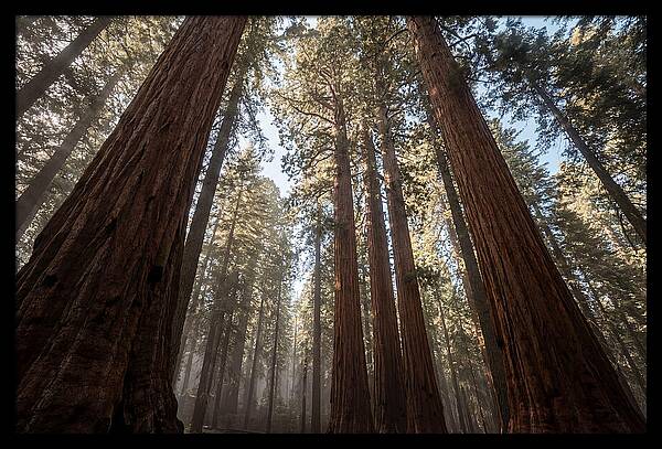 Reaching For The Sky Among Sequoias
