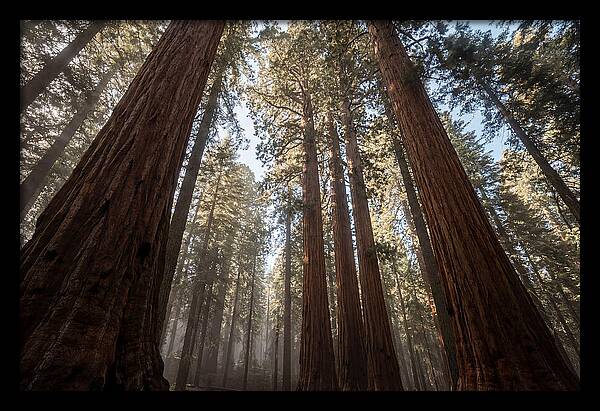 Reaching For The Sky Among Sequoias