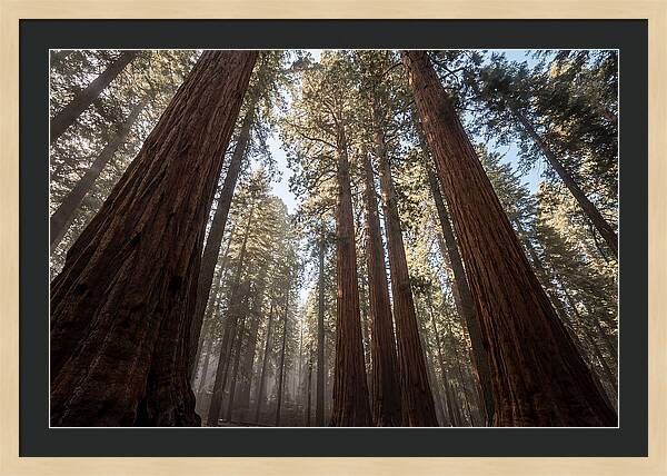 Reaching For The Sky Among Sequoias