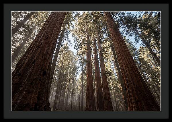 Reaching For The Sky Among Sequoias