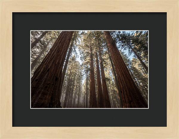 Reaching For The Sky Among Sequoias