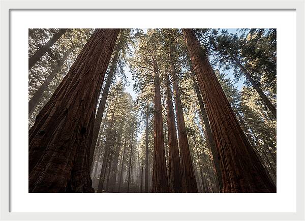 Reaching For The Sky Among Sequoias