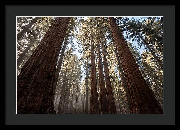 Reaching For The Sky Among Sequoias