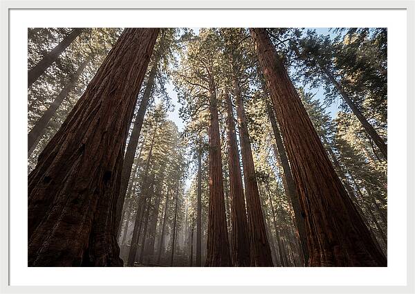 Reaching For The Sky Among Sequoias