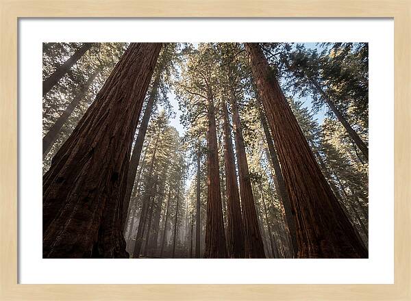 Reaching For The Sky Among Sequoias