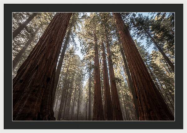 Reaching For The Sky Among Sequoias