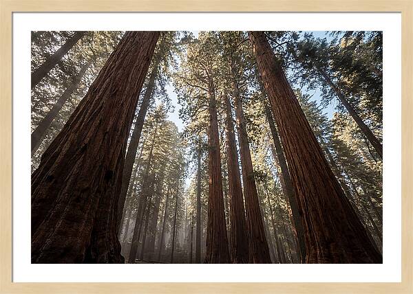 Reaching For The Sky Among Sequoias