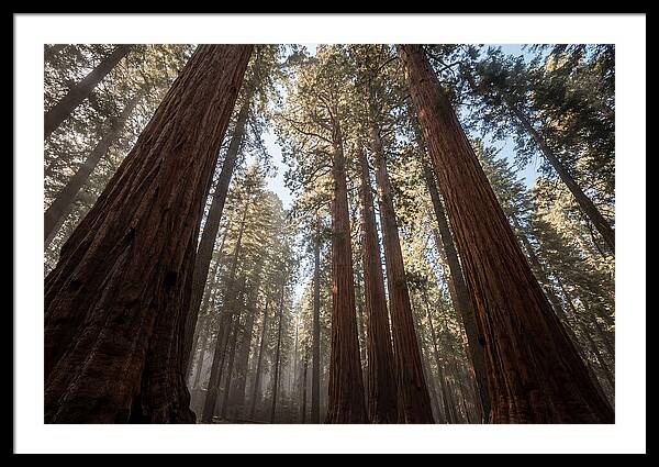Reaching For The Sky Among Sequoias