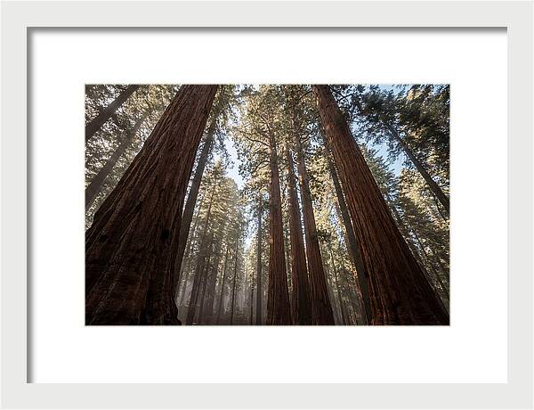 Reaching For The Sky Among Sequoias