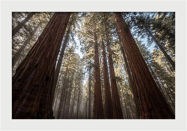 Reaching For The Sky Among Sequoias