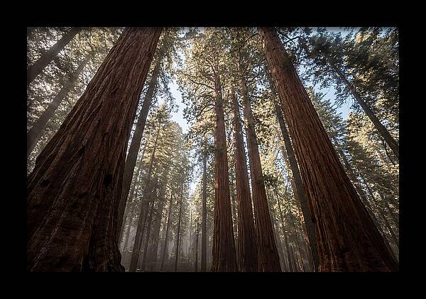 Reaching For The Sky Among Sequoias