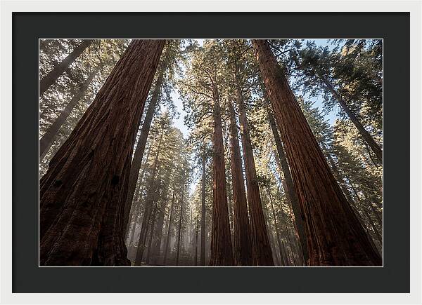 Reaching For The Sky Among Sequoias