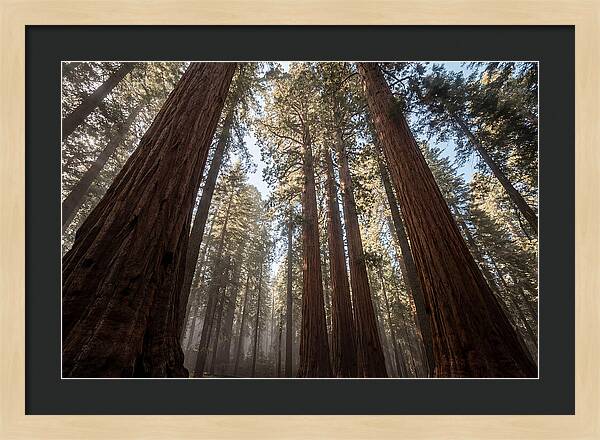 Reaching For The Sky Among Sequoias