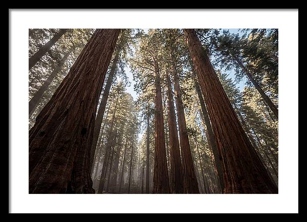 Reaching For The Sky Among Sequoias