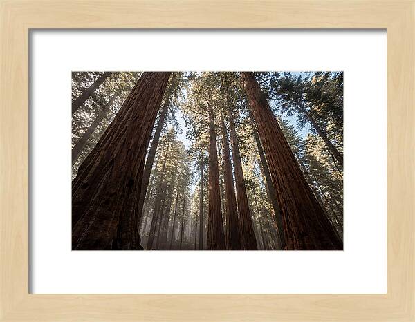 Reaching For The Sky Among Sequoias