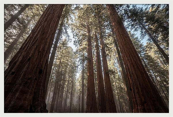 Reaching For The Sky Among Sequoias