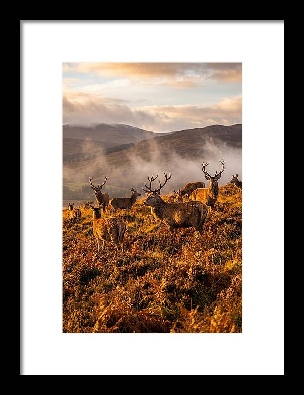 Red Deer Herd In Autumn
