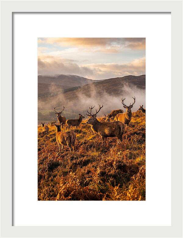 Red Deer Herd In Autumn
