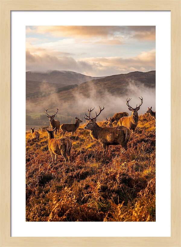 Red Deer Herd In Autumn