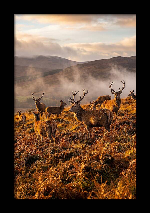 Red Deer Herd In Autumn