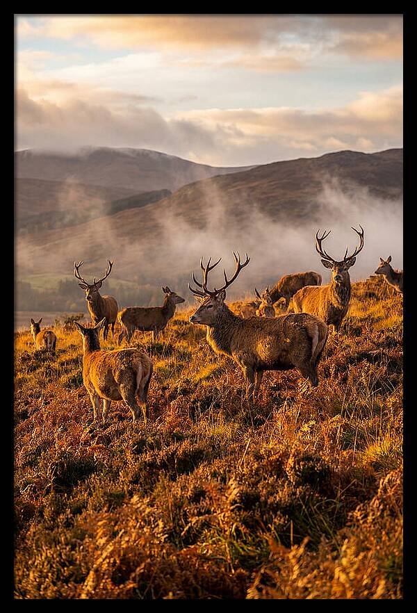 Red Deer Herd In Autumn