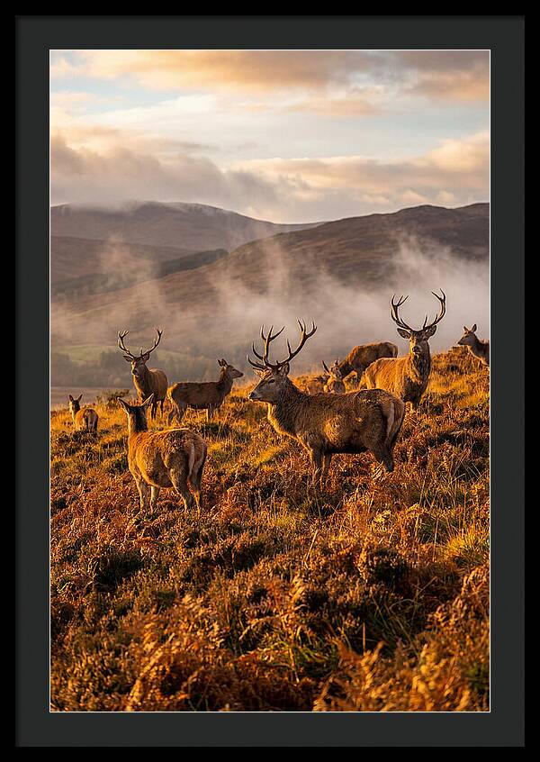 Red Deer Herd In Autumn