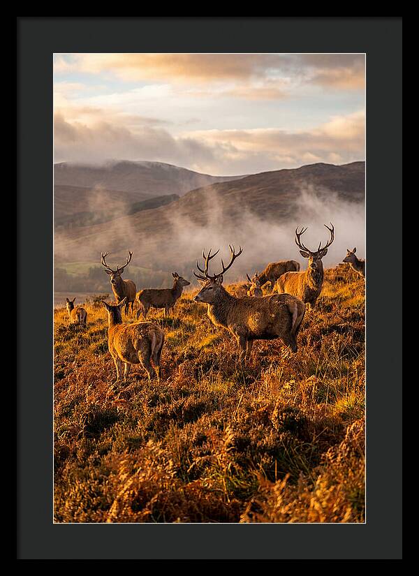Red Deer Herd In Autumn