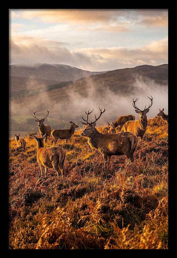 Red Deer Herd In Autumn
