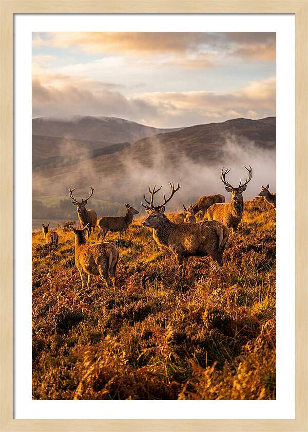 Red Deer Herd In Autumn