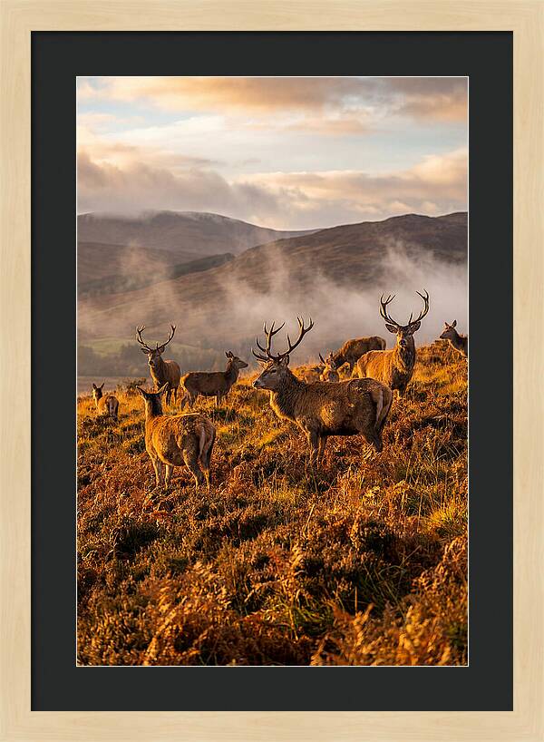 Red Deer Herd In Autumn