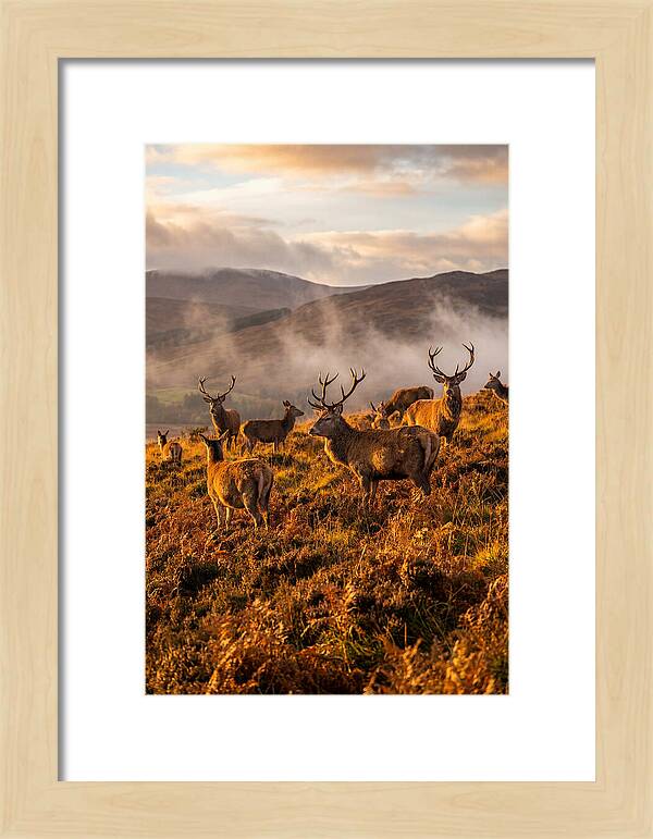 Red Deer Herd In Autumn