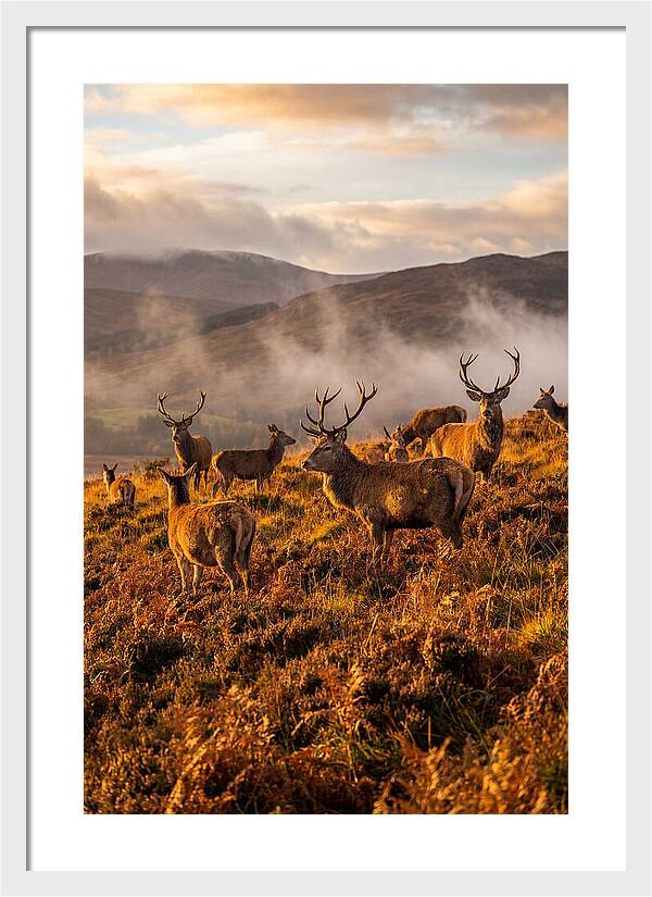 Red Deer Herd In Autumn