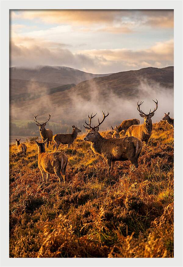 Red Deer Herd In Autumn