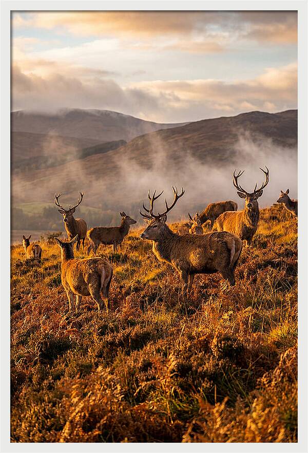 Red Deer Herd In Autumn