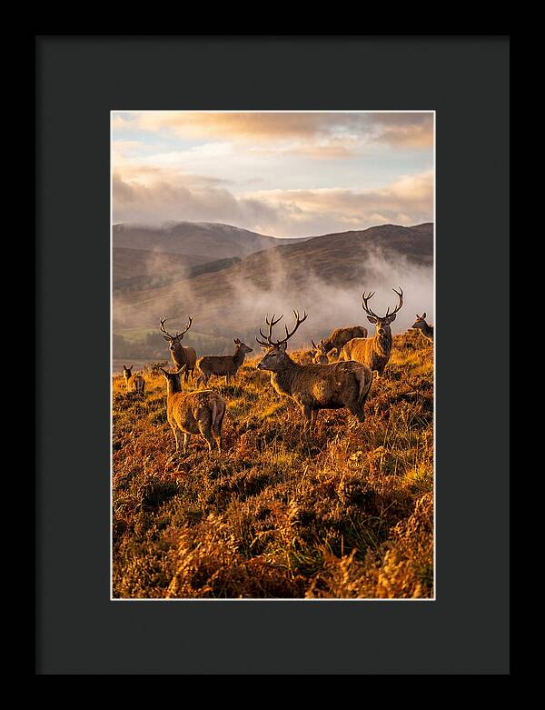 Red Deer Herd In Autumn