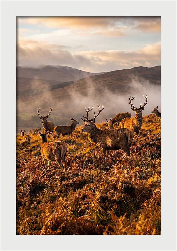 Red Deer Herd In Autumn