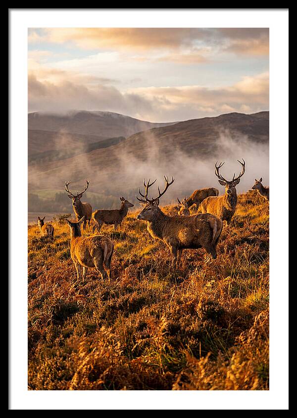 Red Deer Herd In Autumn