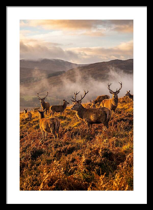 Red Deer Herd In Autumn