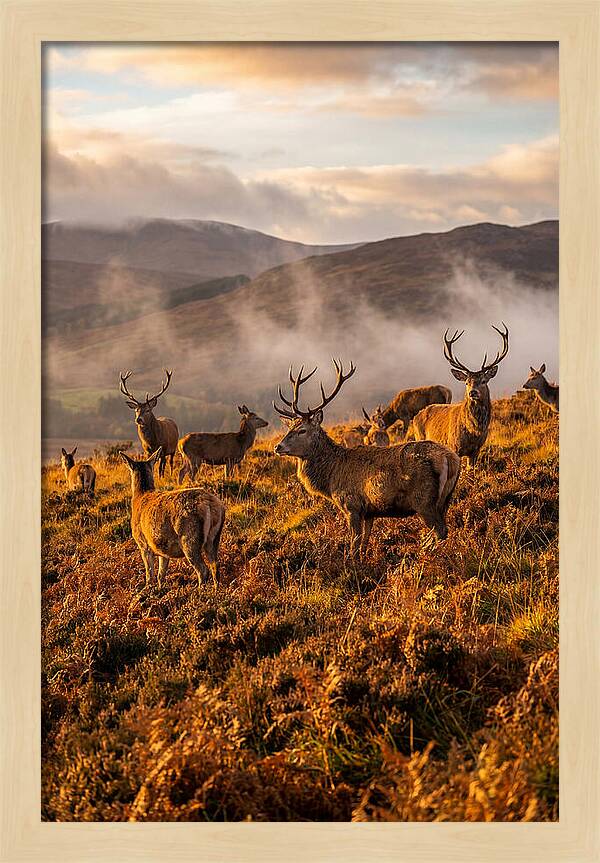 Red Deer Herd In Autumn
