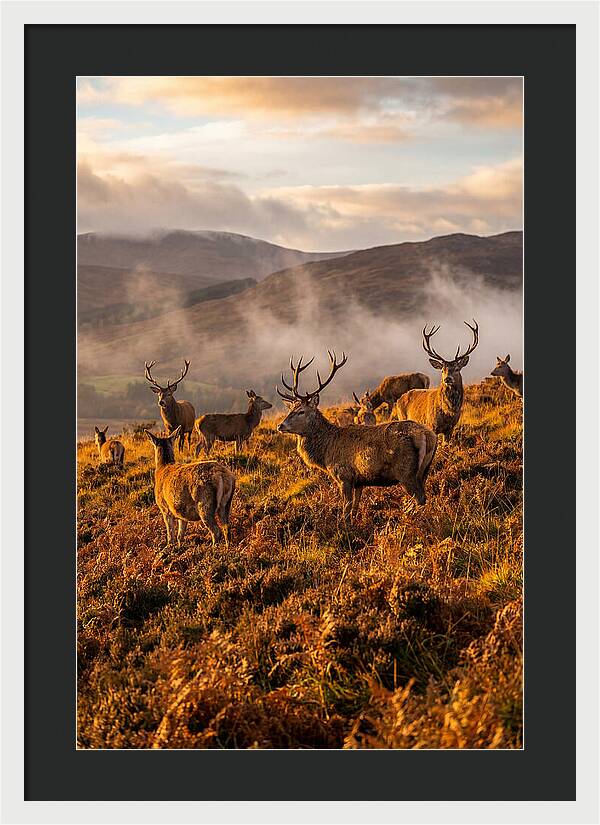 Red Deer Herd In Autumn