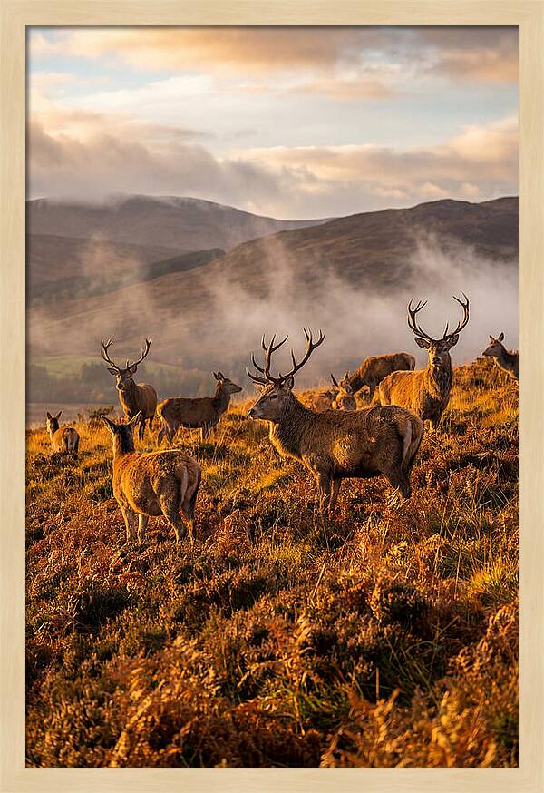Red Deer Herd In Autumn