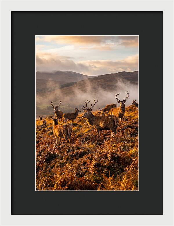 Red Deer Herd In Autumn